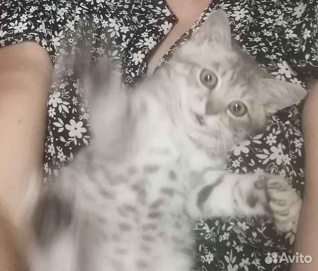 Кошечка в добрые руки