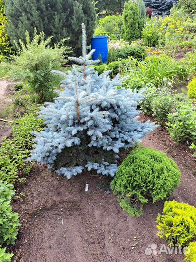 Ель голубая