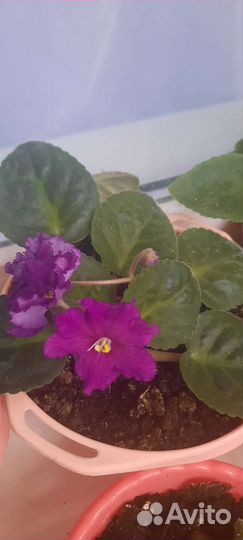 Фиалка в горшках,детки укорененные
