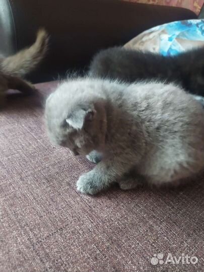 Вислоухие котята