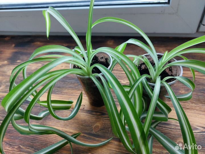 Эпипремнум, хлорофитум, традесканция