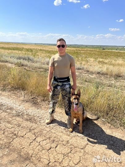 Дрессировка собак, кинолог