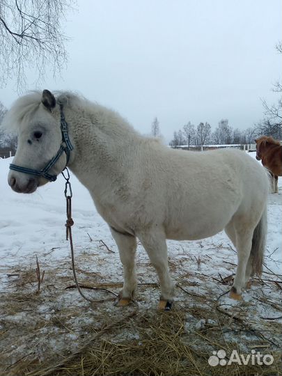 Жеребец аппалуза пони