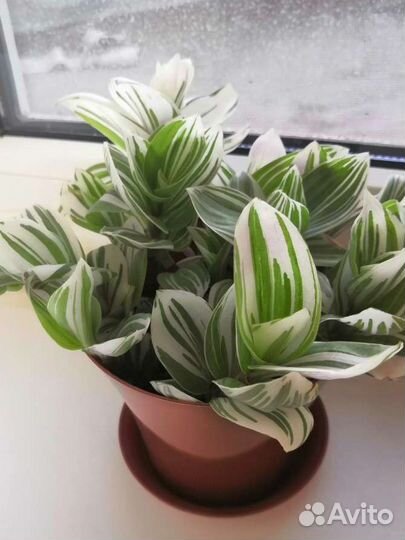 Традесканция