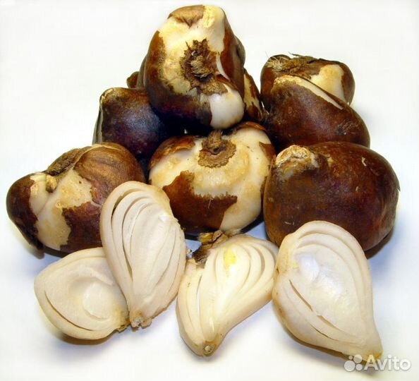 Луковица тюльпанов оптом 12;14+для выгонки