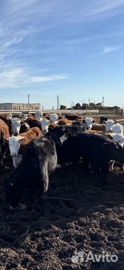 Телки 2023 года