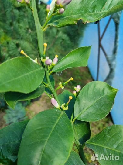 Лимон, мандарин, апельсин, каломандин