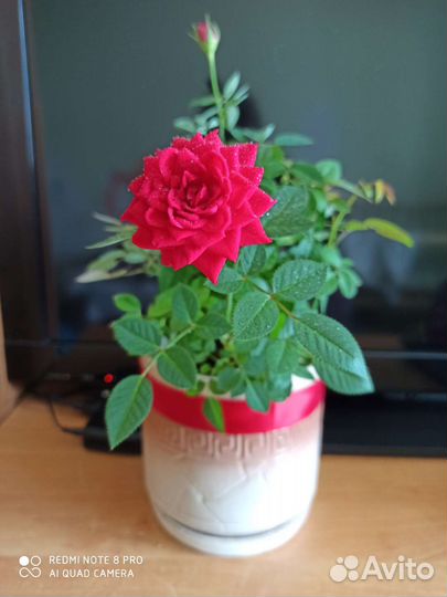 Роза комнатная