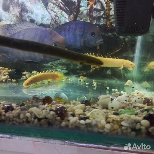 Аквариум с тумбой 250