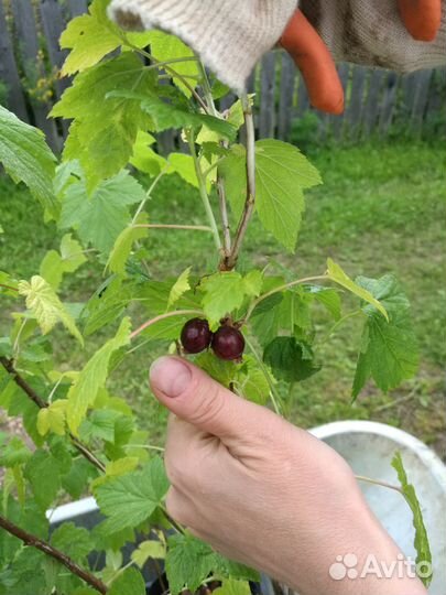 Саженцы смородины и плодовых кустов