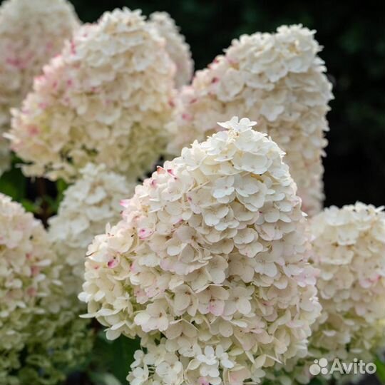 Гортензия метельчатая 