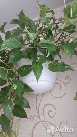 Сциндапсус золотистый в горшке 2,8л