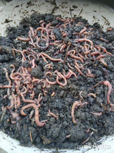 Черви для рыбалки