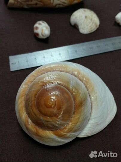 Большие ракушки океанические и морские, цена за вс