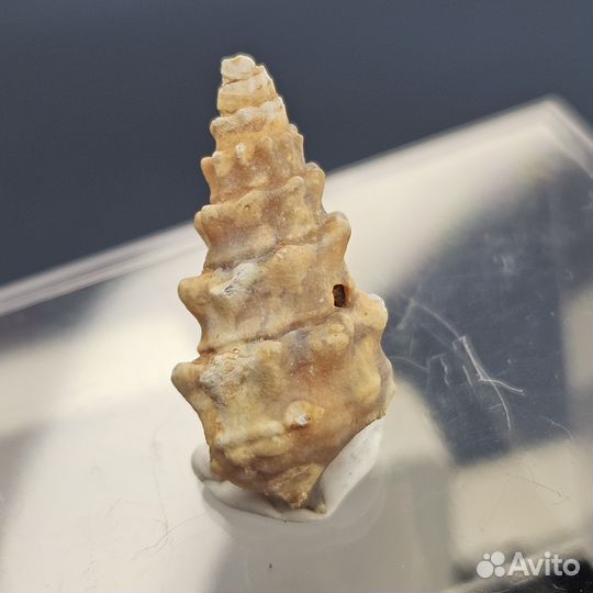 Окаменелость халцедоновая гастропода улитка