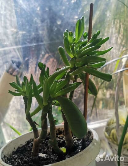 Крассула хоббит