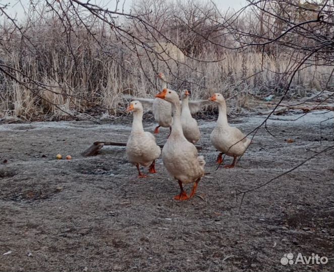 Гуси на племя