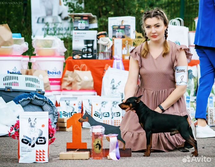 Цвергпинчер