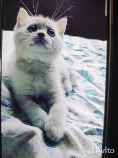 Шотландские котята