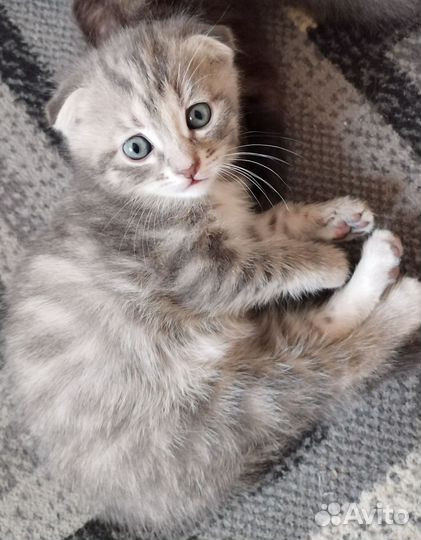 Котята в добрые руки бесплатно