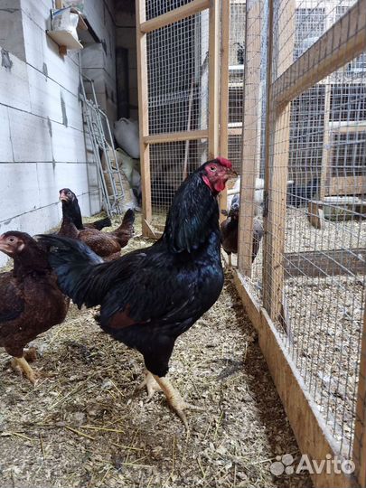 Куры корниш