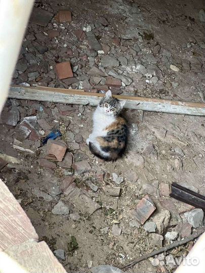 Котята в добрые руки бесплатно