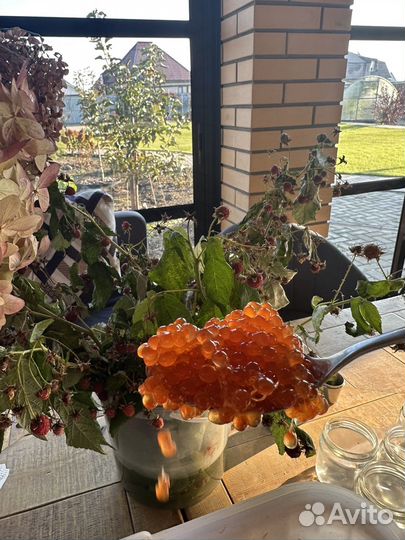 Икра кеты 2023года.сухая.вкусная.без. химии