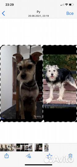 Стрижка собак-Грумер