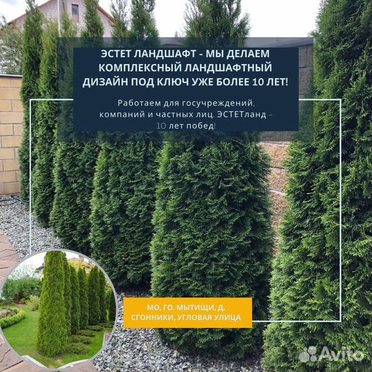 Туя крупномер