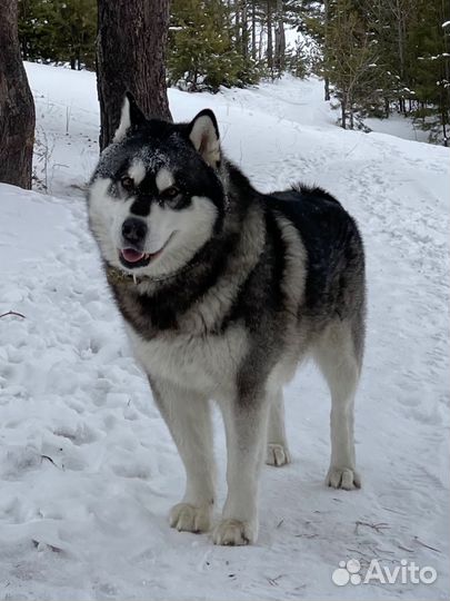 Маламут кобель вязка