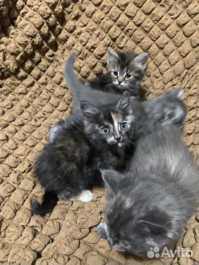 Отдам котят в добрые руки