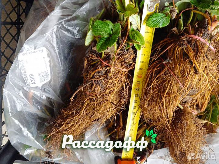 Рассада клубники. Фриго