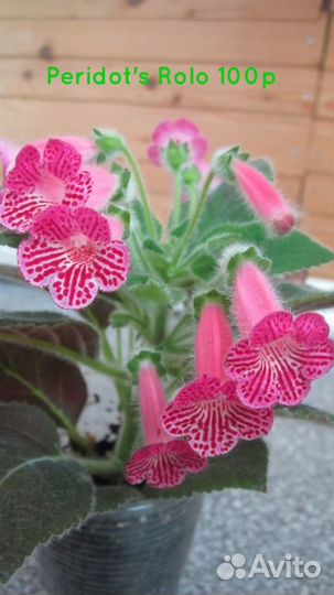 Колерии ахименеса глоксинья тидея