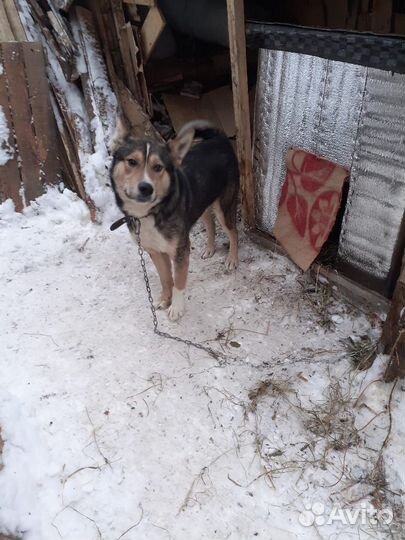 Собака в добрые руки отдам бесплатно