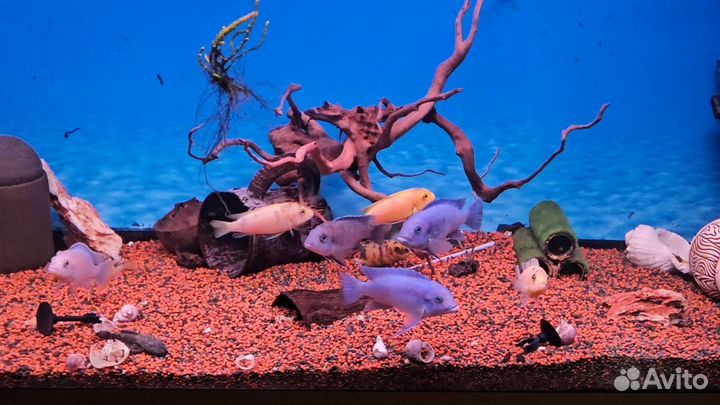 Крупные рыбки цихлиды анцитрусы