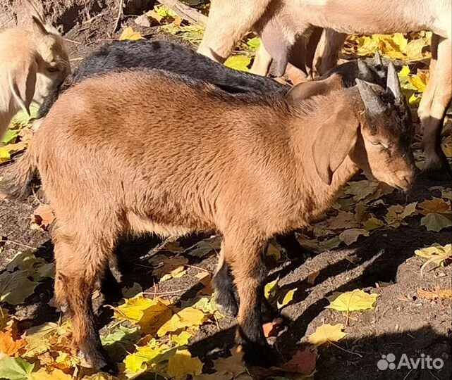 Нубийский козел
