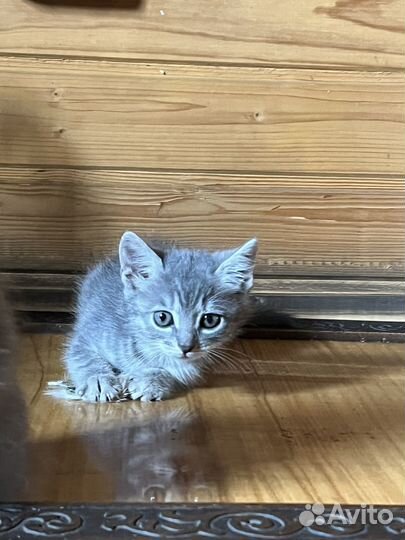 Котята девочки