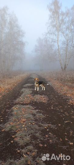Вязка кобель бигль
