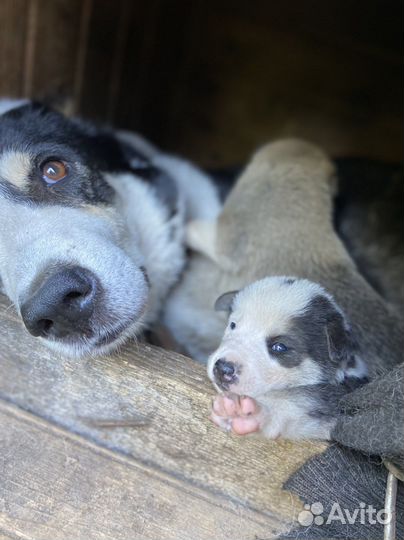 Щенки метисы сао