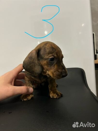 Щенки таксы