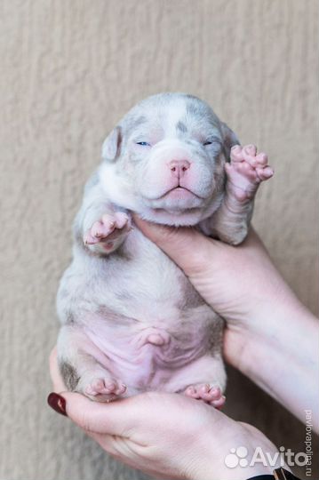 Американский булли покет