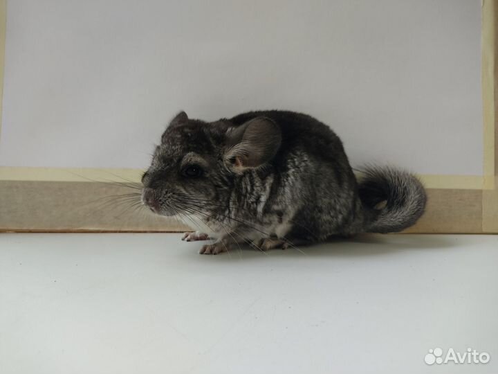 Шиншилла Стандарт Девочка