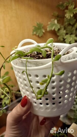 Суккуленты малявочки