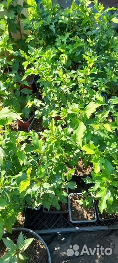 Гибискус Сирийский древовидный