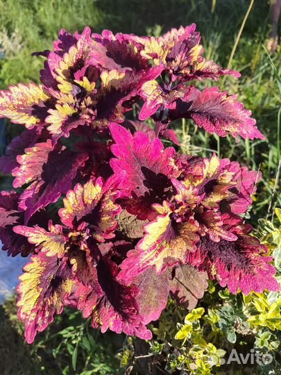 Колеусы срезы и укорененные черенки