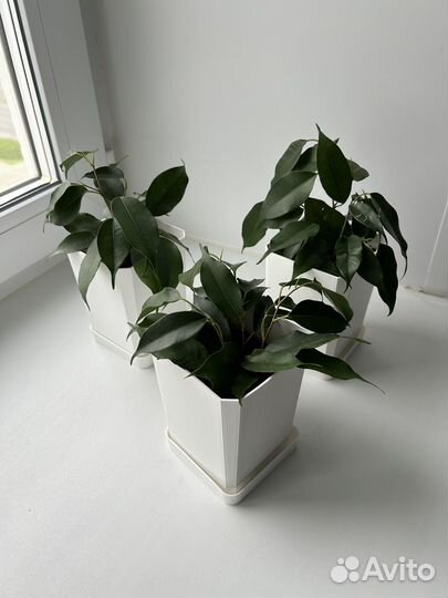 Фикус бенджамина