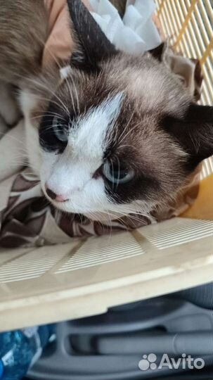 Кошка и кот