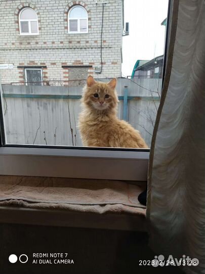 Котики
