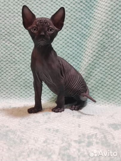 Канадский сфинкс котенок