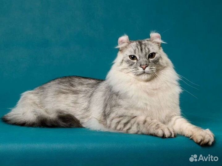 Американские кёрлы, питомник